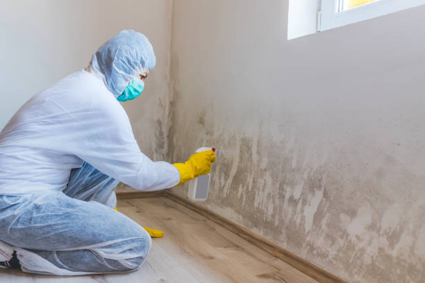 Professional mold removal team in Barrington